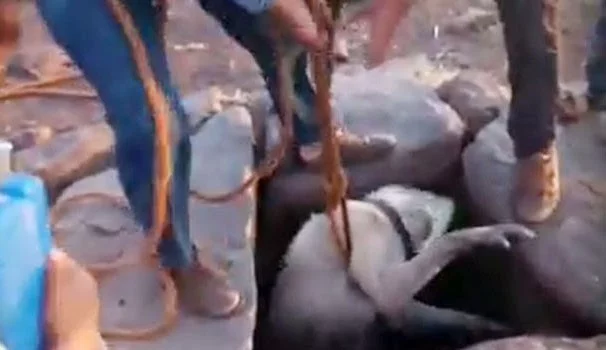 Su kuyusuna düşen köpeği vatandaşlar kurtardı