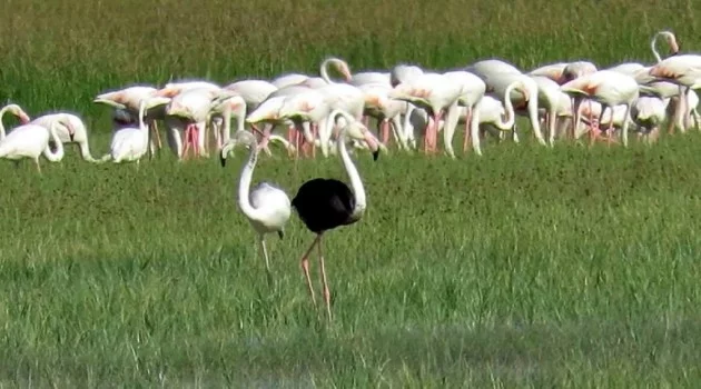 Sultan Sazlığı Milli Parkı’nda siyah flamingo görüldü