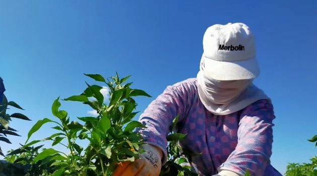 Tarım işçilerinin aşırı sıcak havada ‘maskeli’ zorlu mesaisi, maske takmayanlara adeta ders veriyor