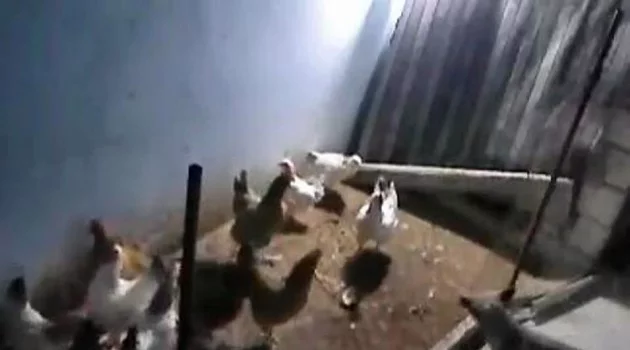 Tavukları eksilince kümese güvenlik kamerası kurdu