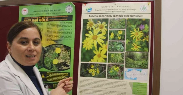 Trabzon Kanaryaotu ve Allı Gelin bitkisinin ilaç olma potansiyelleri araştırılıyor