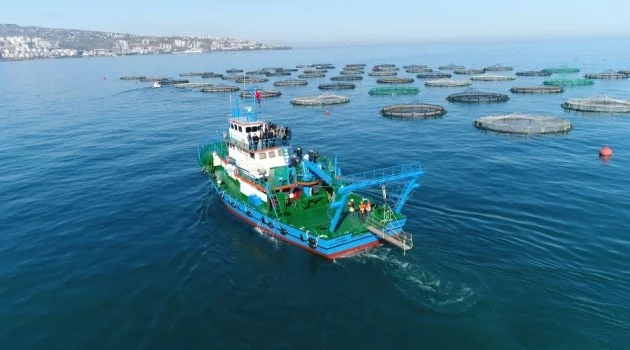 Trabzon’da yetiştirilen  balıkların yüzde 90’ı ihraç ediliyor