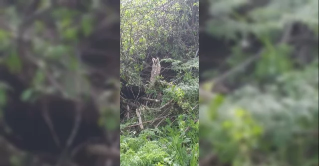 Tunceli’de kulaklı orman baykuşu fotoğraflandı
