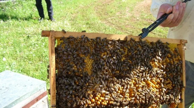 Türkiye’nin arı üreticileri İstanbul’da buluşuyor
