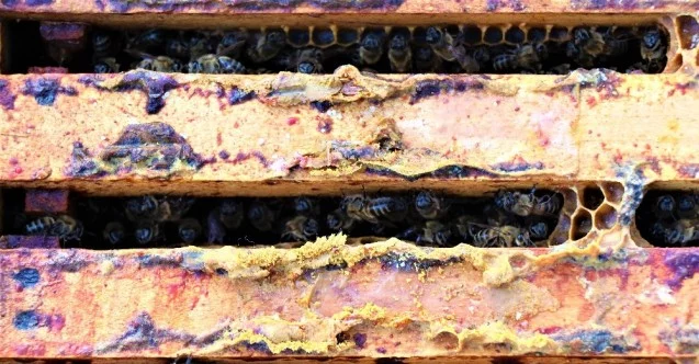 Üniversiteli arılar üretiyor, kilosundan 6-7 bin lira gelir elde ediliyor