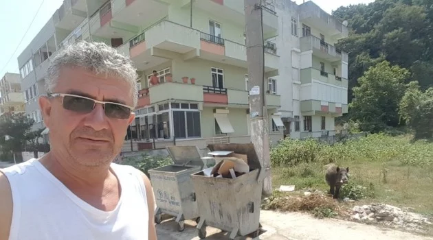Bursa'da yaban domuzuyla selfie