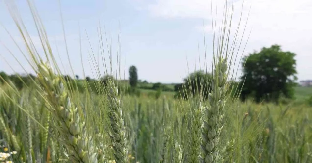 Yağışların buğday rekoltesini arttırması bekleniyor