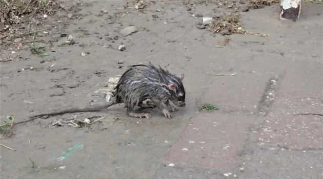 Bursa'da yağmurdan ıslanan fare bakın nereye sığındı