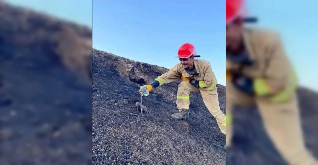 Yangında mahsur kalan sansar yavrularını orman işçileri kurtardı