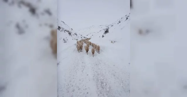 Yaylada mahsur kalan 4 çoban ve 2 bin küçükbaş hayvan kurtarıldı