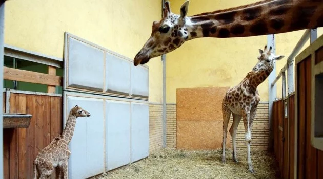 Yeni doğan zürafanın ayağa kalkma savaşı