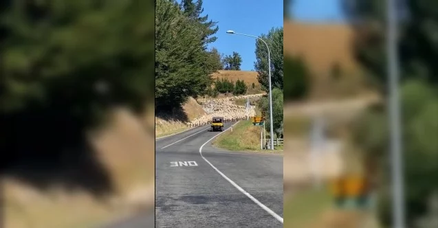 Yeni Zelanda’da 3 bin kuzu köprüyü trafiğe kapattı