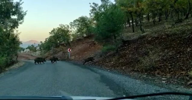 Yoldan geçen domuz sürüsü görüntülendi