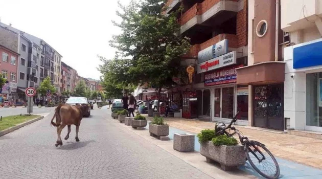 Yolunu şaşıran inek şehir merkezinde gezdi