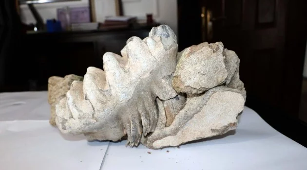 Yozgat’ta 9 milyon yıllık ’mamut’ fosili bulundu