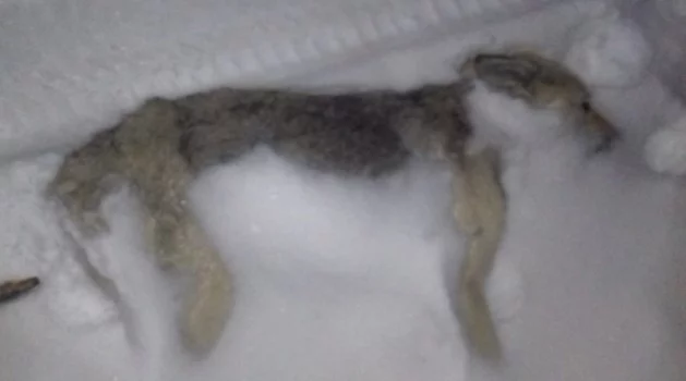 Yüksekova’da yolda donmuş köpek bulundu