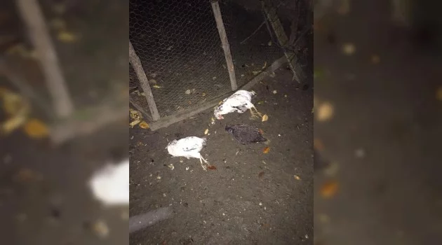 Zonguldak’ta 3 günde 50 tavuk telef oldu