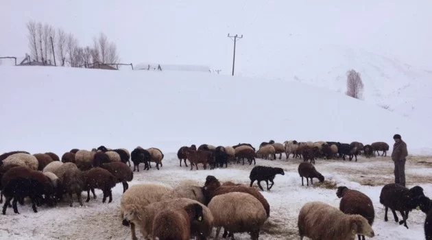Zorlu kış şartlarında hayvancılık